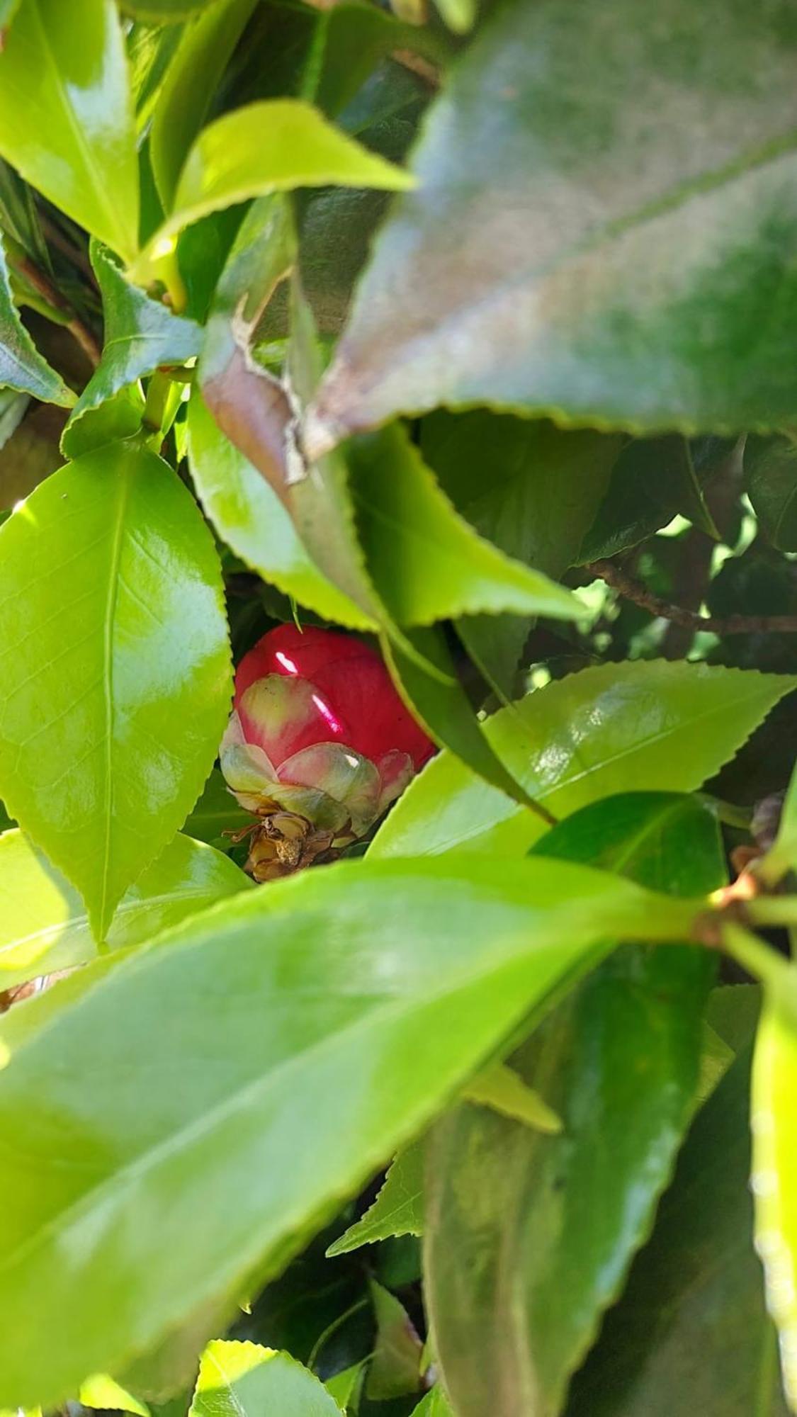 Retiro Das Camelias 1 Lajes das Flores Екстериор снимка