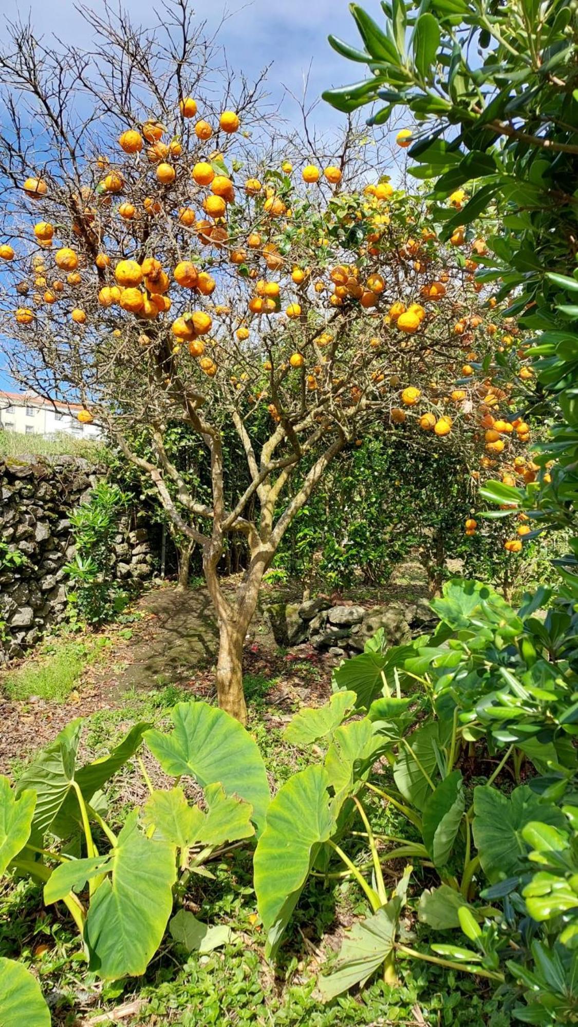 Retiro Das Camelias 1 Lajes das Flores Екстериор снимка